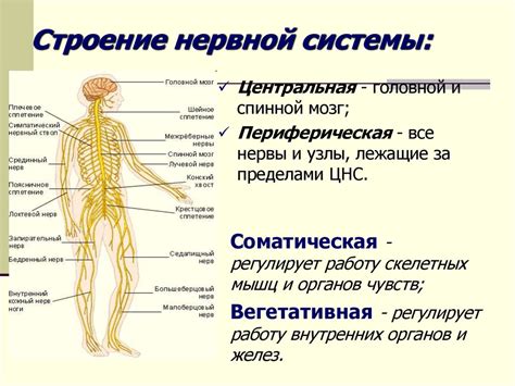 Постоянное возбуждение нервной системы: причины и последствия