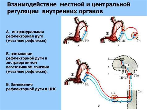 Потеря способности к регуляции внутренних органов