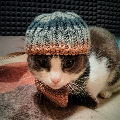 Почему кот в шапке стал популярным в TikTok