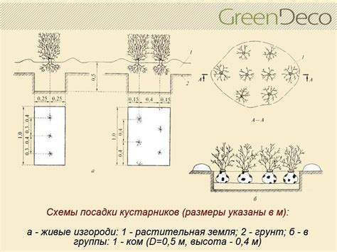 Правила посадки, расстояние между кустами