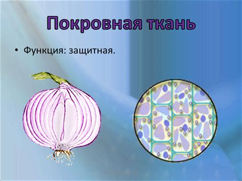 Правила размещения луковицы в растительной жидкости