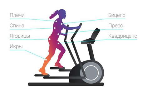 Правильная позиция тела при занятиях на эллиптическом тренажере