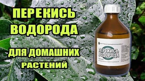 Правильное применение перекиси водорода для очищения слухового прохода от серной пробки: пошаговая инструкция