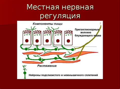 Преимущества правильного усвоения белка