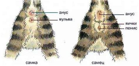 Признаки, по которым можно определить, что у кота произошло вида раздутия животной полости