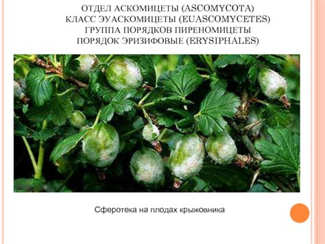 Применение полезных растительных отваров для избавления от нежелательного отложения на плодах крыжовника