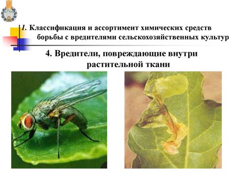 Применение химических средств для борьбы с гастероподами