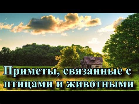 Приметы, связанные с животными