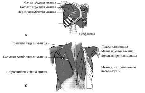 Принципы деятельности диагностических методов исследования органов верхней части туловища