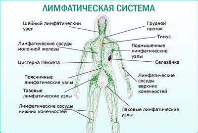 Причины возникновения воспаления лимфоузла в области паха у женщин