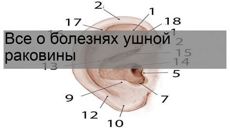 Причины возникновения и характеристики ушной боли