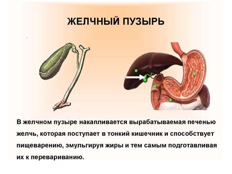 Причины возникновения проблемы удаления плода в организме с пищеварительной недостаточностью