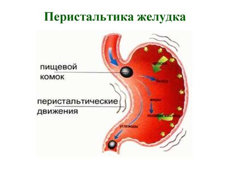 Причины нарушений желудка