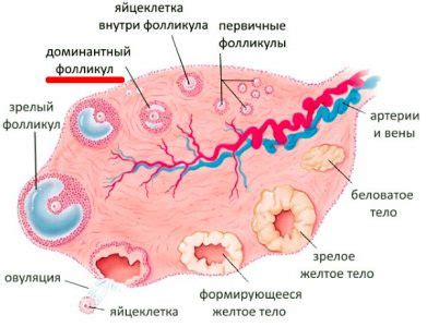 Причины отсутствия доминантного фолликула