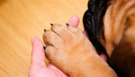 Причины поведения, которое выражается через грызение и кусание у молодых собак