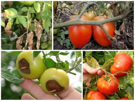 Проблемы с развитием нижних плодов томатов в закрытом грунте