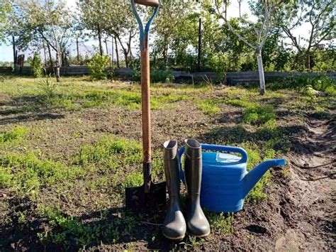 Проведение агротехнических работ для снижения численности покровного дробнокрасного растения осенью