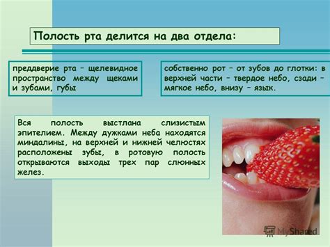 Проверка состояния зубов и пищеварительной системы