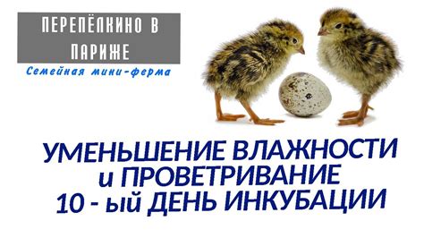 Проветривание и влажность: создание неблагоприятных условий для клеща