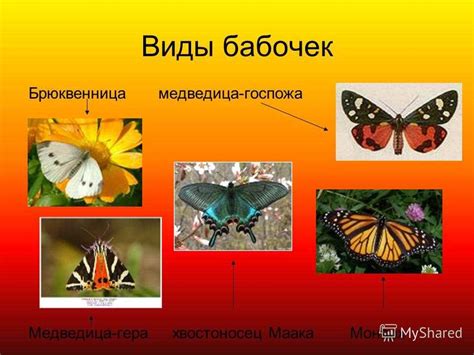 Происхождение бабочек в жилых помещениях: основные факторы, вызывающие их появление