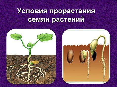 Прореживание молодых растений после прорастания семян