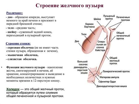 Противопоказанные жидкости при искривлении желчного органа