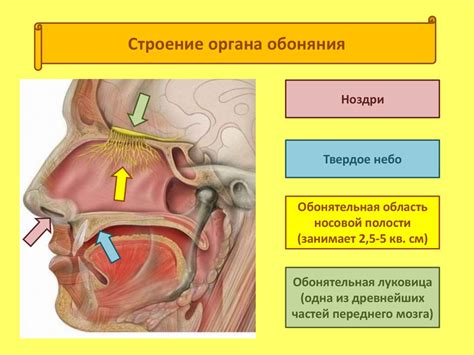 Профилактика и уход за органами обоняния и вкуса