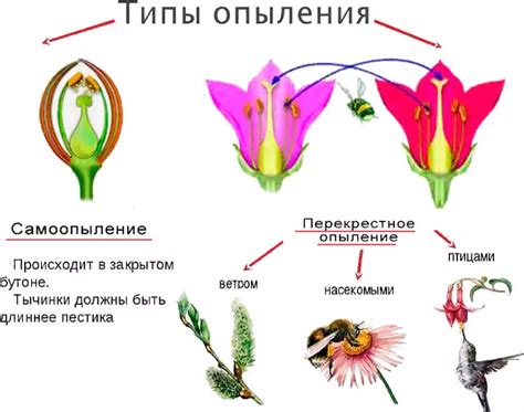 Процесс опыления и взаимодействие с пчелами и другими насекомыми