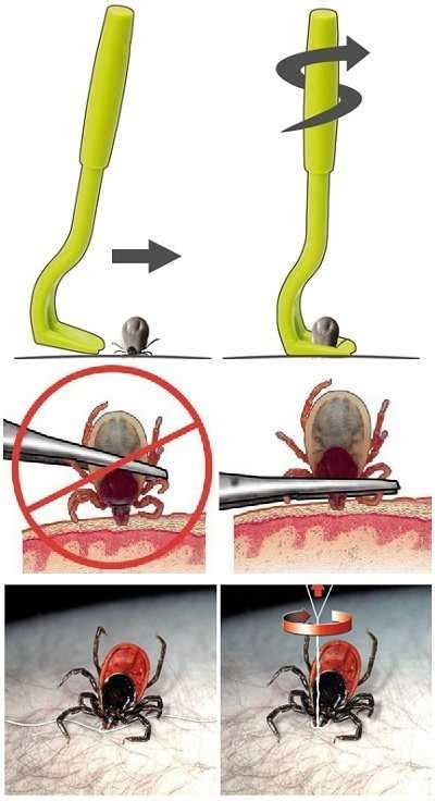 Процесс удаления клеща с питомца: шаги и рекомендации
