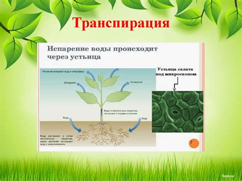 Процесс формирования древесины в растении