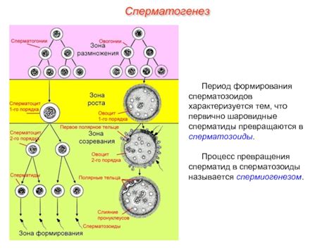 Процесс формирования и зреления сперматозоидов