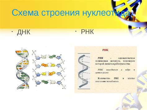 РНК: ключевая роль в процессе синтеза белков