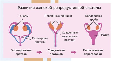 Работа женской репродуктивной системы: процессы и функции