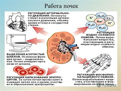 Работа почек при возникновении сильной жажды