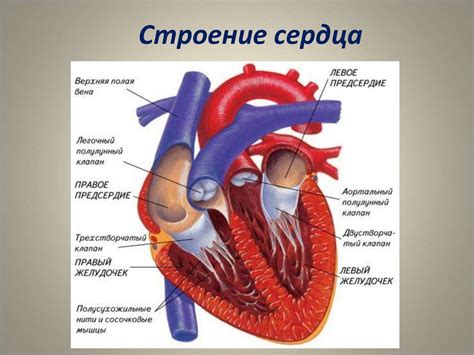 Работа сердца и дыхательной системы при поцелуе