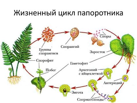 Разведение и увеличение популяции улья в мире Вальхейм: жизненный цикл и размножение