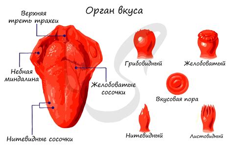 Развитие остроты обоняния и вкусовых преключений