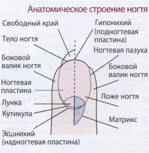 Раздел: Внутренние причины обесцвечивания ногтевой пластины: медицинские состояния и нарушения функций организма