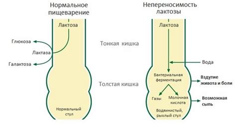 Различия состава нестожена и малютки