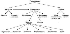 Разнообразие способов размножения у существ