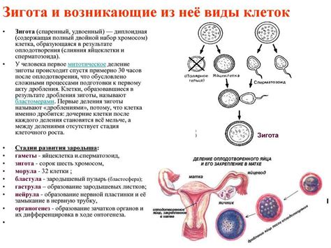 Разнообразные методы наблюдения и мониторинга цикла зрелости яйцеклетки у женщин