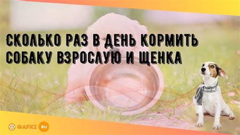 Разработайте график активностей для питомца вашего соседа