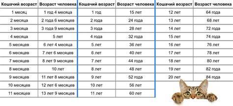 Разработка графической схемы для отображения возраста кошки с использованием аналогии с человеческими годами