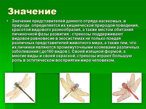 Рапира – особенности внешнего вида и характерные черты