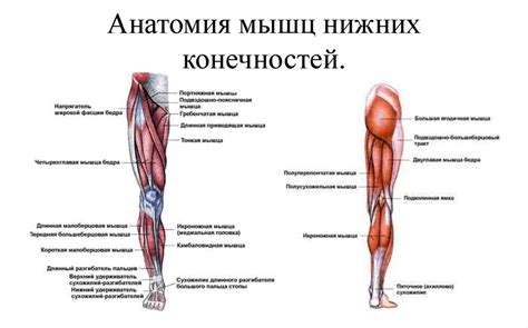 Раскрытие потенциала всех групп мышц: от нижних конечностей до верхней части тела