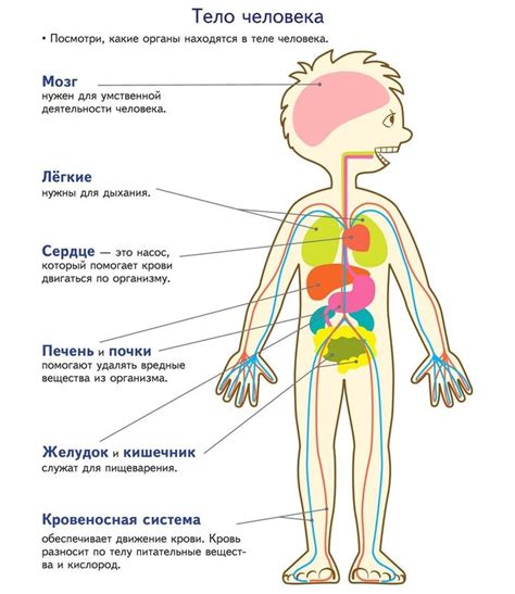 Расположение органов в левой половине тела детей: особенности и развитие