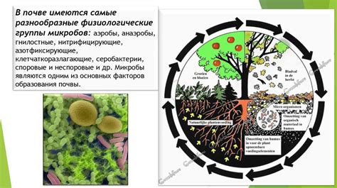 Распространение в природе