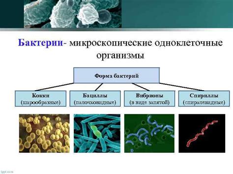 Распространение патогенной бактерии и источники заражения