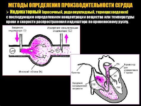 Распространенное заблуждение: факторы производительности сердца