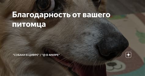 Расшифруйте жесты и выражения вашего питомца